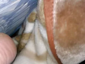 StrapOn二つのセクシーなレズビアン ...